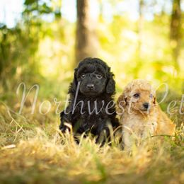 Poodle Puppies from Northwest pets Poodles