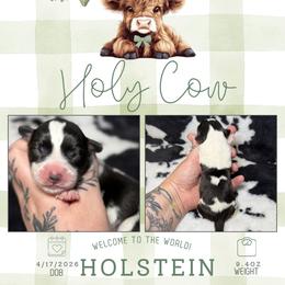 Holstein - Black and white male American Corgi puppy in Greenwood, Indiana from Witch Creek Corgis