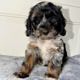 Ryder Blue Merle Tri - Merle male Australian Labradoodle puppy in Beecher, Illinois from Erica’s Doodles