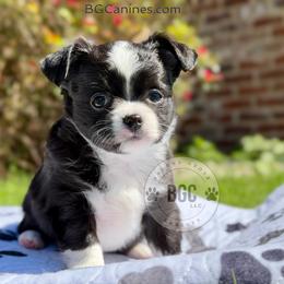 Jack 3250 - Black and white male Chihuahua puppy in Forsyth, Georgia from Brooks Grove Canines LLC