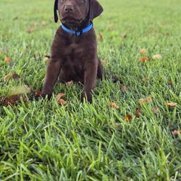 Bruce - Chocolate male Labrador Retriever puppy in Tabor City, North Carolina from Strickland’s Southern Kennels