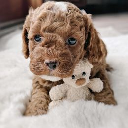 Wilbur - Red male Cockapoo puppy in Mt Bethel, Pennsylvania from Stasia’s Cutiepoos