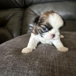 Shih Tzu Puppies from Niepoetter Shih Tzus