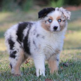 Blue Merle Female - Blue merle female Australian Shepherd puppy in Northport, Alabama from Sipsey River Australian Shepherds
