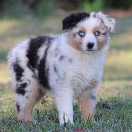 Blue Merle Female - Blue merle female Australian Shepherd puppy in Northport, Alabama from Sipsey River Australian Shepherds