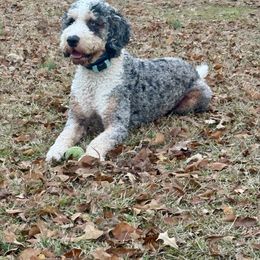 Kai - Bernedoodle