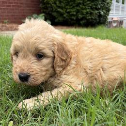 Purple - Cream female Goldendoodle puppy in Winston, Georgia from Grandview Goldendoodles