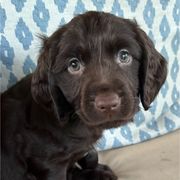 Boy purple - Chocolate male Boykin Spaniel puppy in Dublin, Georgia from Ashcraft's Boykin Spaniels