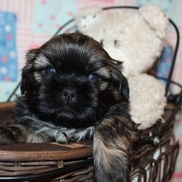 Boy 1 - Gold male Shih Tzu puppy in Craig, Colorado from Rocky Mountain Shih Tzus and Dry Creek Miniature Dachshunds