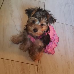 Morkie, Shorkie, Yorkipoo, and Yorkshire Terrier Puppies from YourSoulmatePuppy