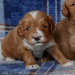 Male 1 of 4 - Apricot male Goldendoodle puppy in Macedon, New York from Toodles Goldendoodles