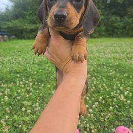 Gunner - Black and tan male Dachshund puppy in Berry, Alabama from Whisper Gray