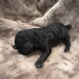 Black boy - Black male Poodle puppy in Oneida, Tennessee from Pippa’s Place Poodles