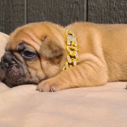 Black Collar - Fawn male French Bulldog puppy in Puyallup, Washington from Ohana Bulldogs PNW