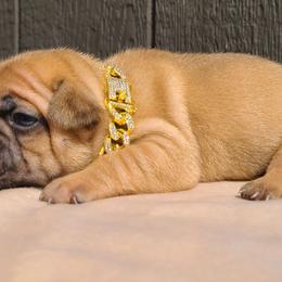 Black Collar - Fawn male French Bulldog puppy in Puyallup, Washington from Ohana Bulldogs PNW