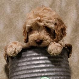 Australian Labradoodle Puppies from Llewellyn's Grove Labradoodles