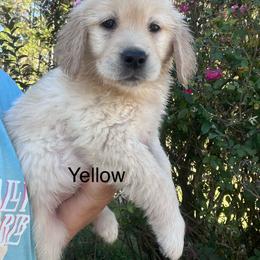 Yellow - Golden female Golden Retriever puppy in Jesup, Georgia from Painted Platinum Retrievers (Painted Platinum Kennel) PPK
