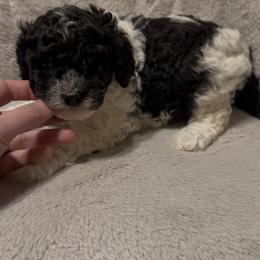 Black Parti - Black and white female Cavapoo puppy in Redding, California from Lipscomb Doodles