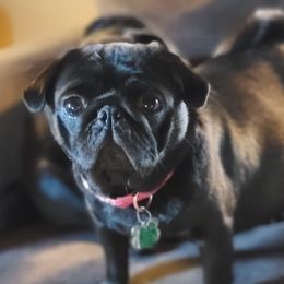 Emmie - Pug