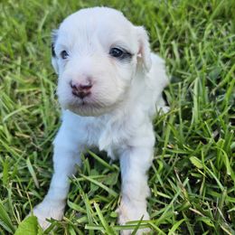 Fred - Black and white male Aussiedoodle puppy in Easley, South Carolina from Addy Greaton Farms