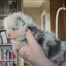 Pearl - Blue merle female Pomeranian puppy in El Sobrante, California from Little Lovers Kennels, LLC