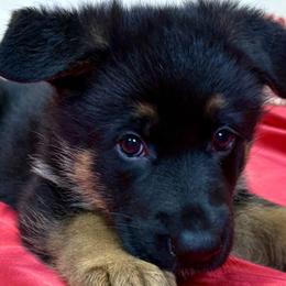 ONYX - Black and red female German Shepherd puppy in Yorkville, Illinois from Vom Archbold Haus World Class German Shepherds