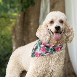 Poodles from Blossom Poodles