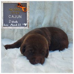Cajun - Orange - Chocolate Labrador Retriever puppy in Woodstock, Georgia from River Ridge Labrador Retrievers