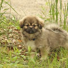 Tibetan Spaniel Puppies from Runningbrook