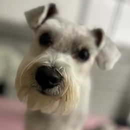 Freddy - Miniature Schnauzer