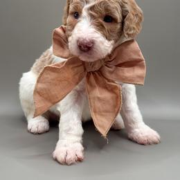 Dakota - Apricot male Aussiedoodle puppy in Claremont, North Carolina from Magnolia Grove Farms