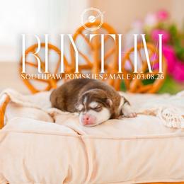 Rhythm - Red and white male Pomsky puppy in Mattoon, Illinois from Southpaw Pomskies