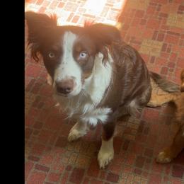 Australian Shepherds from Aussie Odyssey