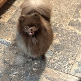Spicy - Pomeranian
