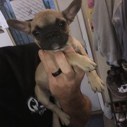 French Bulldog Puppies from 805 Founding Frenchies