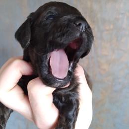 Cockapoo Puppies from Ouachita River Cockspoos
