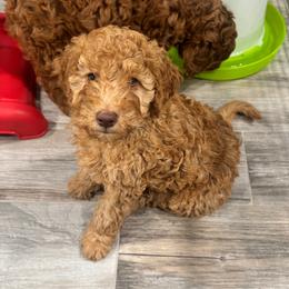 Jessie - Red  female Goldendoodle puppy in Moreno Valley, California from Rainbow SoCal Doodles