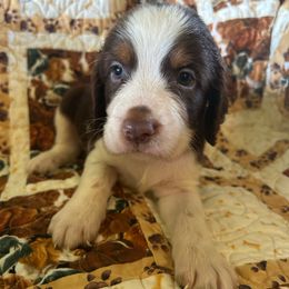 Boy 5 - Liver white and tan male English Springer Spaniel puppy in Tabor City, North Carolina from Big Bay Kennels LLC