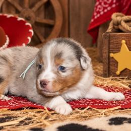 Jessie - Red merle female Australian Shepherd puppy in Placerville, California from BFF Aussies
