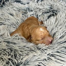 Omega - Apricot male Maltipoo puppy in Oklahoma City, Oklahoma from Red Okie Poos