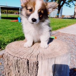 Pembroke Welsh Corgi Puppies from Alexander McGary