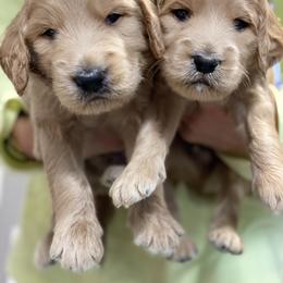 Cockapoo and Goldendoodle Puppies from Capital Doodles