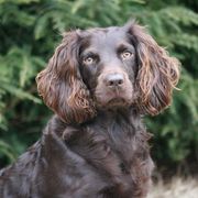 Bailey - Boykin Spaniel