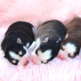 Pomsky Puppies from Palm Tree Pomskies