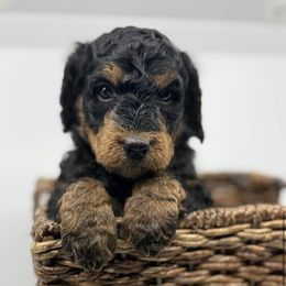 Pixie - Phantom female Bernedoodle puppy in La Plata, Maryland from Serenity Creek Doodles