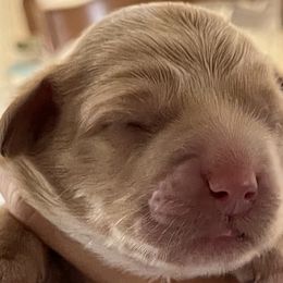 Boy 2 - Caramel Australian Labradoodle puppy in Menifee, California from Angel Coast Australian Labradoodles