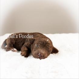 Shane - Red  male Poodle puppy in Fresno, California from Bell’s Poodles Of California