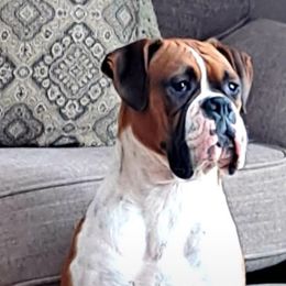 Hazel - Boxer