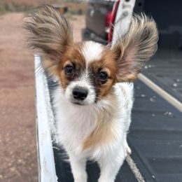 Apollo - Red white and sable male Papillon puppy in Show Low, Arizona from Coppertone Papillons