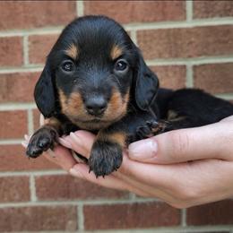 Moose - Black and tan male Dachshund puppy in Statesville, North Carolina from Dannie's Doxies